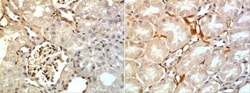 Betacellulin/BTC Antibody (RM0154-9H1) - Azide and BSA Free, Novus Biologicals